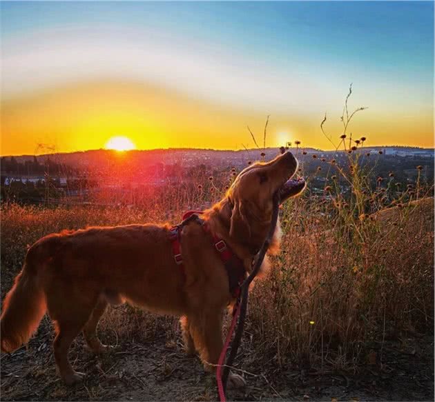 家里的毛孩子太捣蛋？智能训犬技术了解一下