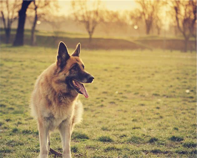 德国牧羊犬霸气且冷漠，对主人却是无私奉献，养它就对了