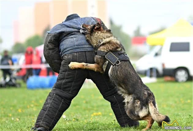 德国牧羊犬霸气且冷漠，对主人却是无私奉献，养它就对了