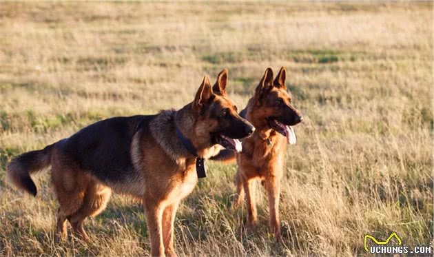 德国牧羊犬霸气且冷漠，对主人却是无私奉献，养它就对了