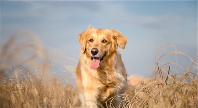 这几种被很多人误解的大型犬其实超温顺