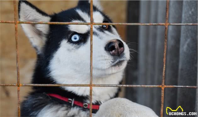 这几种被很多人误解的大型犬其实超温顺