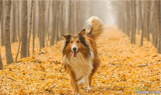 这几种被很多人误解的大型犬其实超温顺