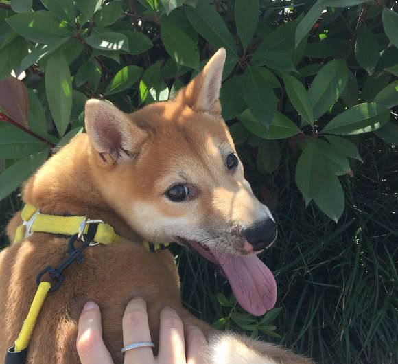 柴犬的脸特别尖，并不是串串！柴犬有两种脸型“圆脸和尖脸”