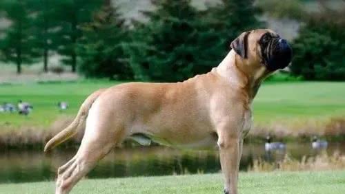 寻根问祖系列（118）：斗牛獒犬（Bullmastiff）