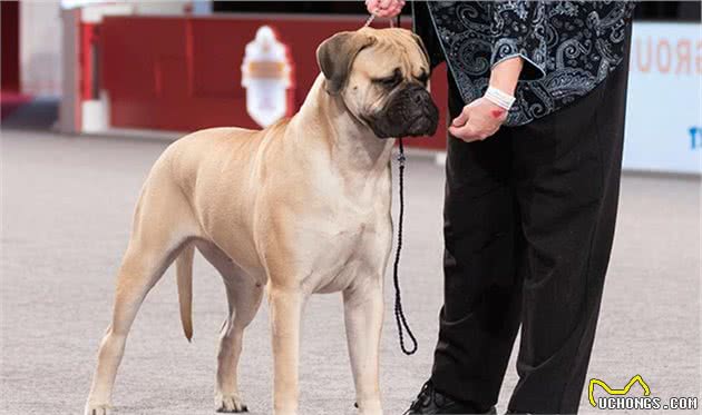 寻根问祖系列（118）：斗牛獒犬（Bullmastiff）