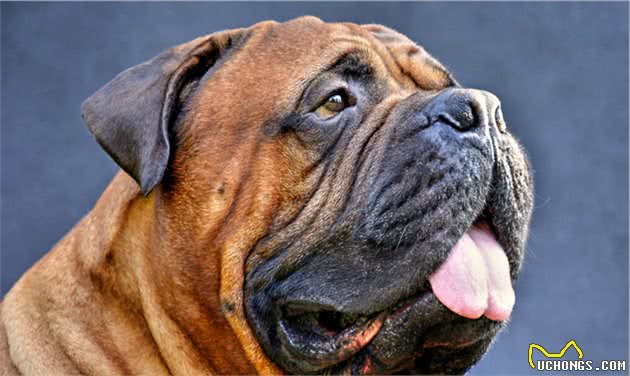 寻根问祖系列（118）：斗牛獒犬（Bullmastiff）