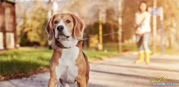 和伴侣犬一起生活！petetiquette宠物礼节