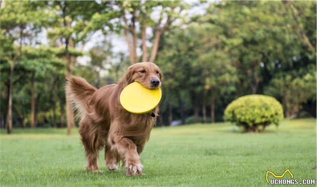 金毛犬好训练吗？要怎么训练？