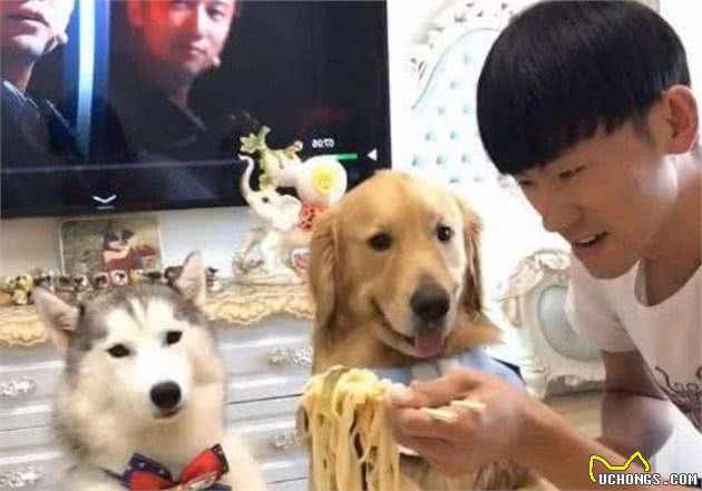 金毛犬的6大优秀之处，值得你饲养