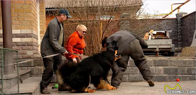 藏獒祖先与狼交配，获得了哪些优势？让它们成为了“雪域神犬”