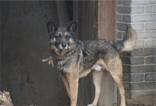 小型犬种，天生就是给人类当宠物的，选择颜值高的小宠物狗更合适