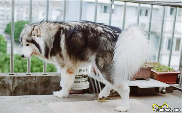 阿拉斯加雪橇犬的优缺点及饲养方法并不是每个人都适合养前得想好