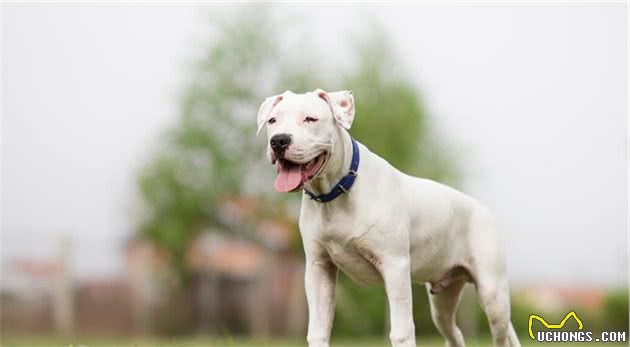 缮宠学堂：盘点自带护卫属性的猛犬，即使不受训练，能力也超常