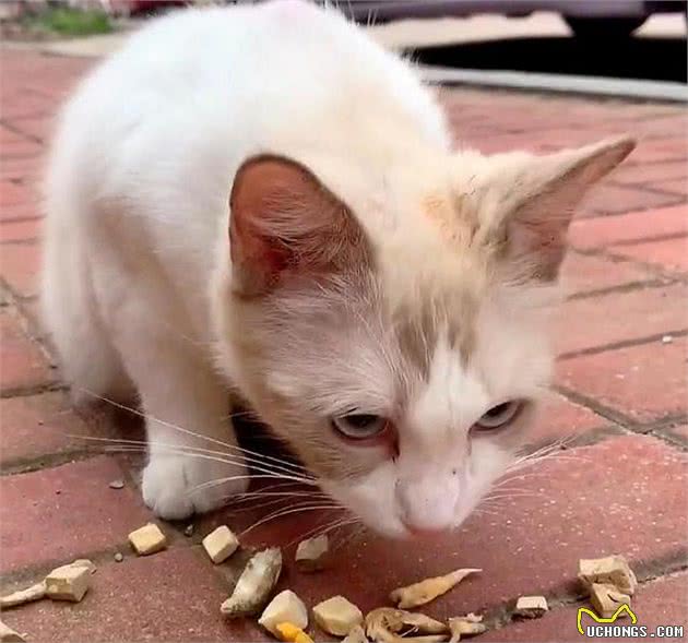 流浪布偶猫，3次主动上门求收养，还带着一肚子小猫，这啥运气？