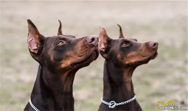 杜宾犬：一只西装暴徒，简直酷毙了