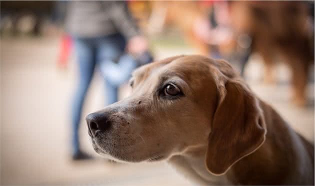 养狗家庭需要知道的宠物犬肝脏疾病小知识