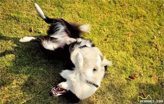 养边境牧羊犬，一定要考虑清楚