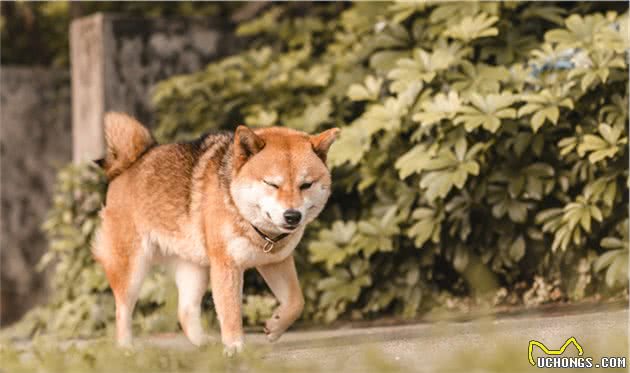 日本土狗“柴犬”价格这么高，不外乎这几个因素，你认为值得吗？