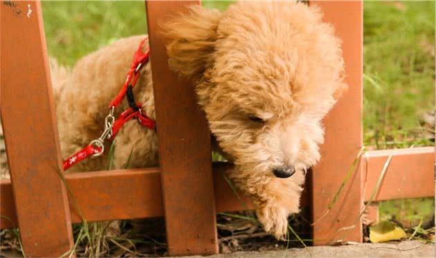 泰迪幼犬期该怎么喂食？