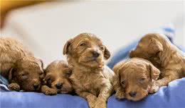 泰迪幼犬期该怎么喂食？