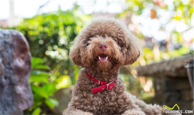 有这7个特征的贵宾犬不值得买，宠主要睁大双眼看清楚了