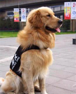 为什么金毛不能当警犬？网友：遇到危险，可能要你保护它