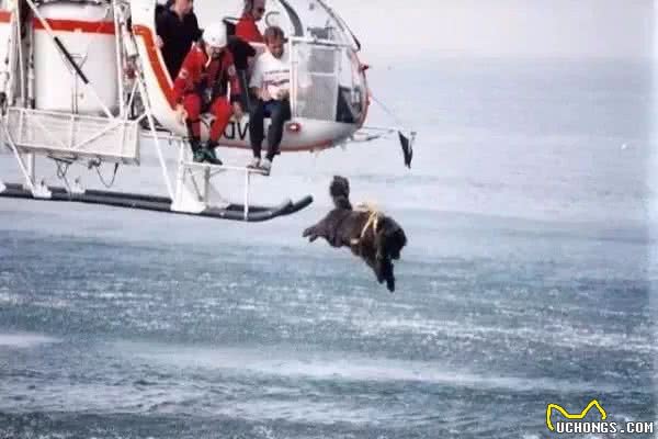 犬界欠纽芬兰犬一个〖水中营救专家奖〗