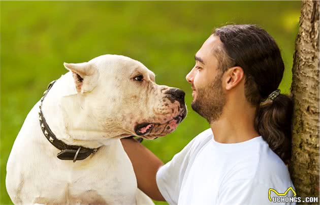 猎犬之王杜高犬，很多人都想养的一个品种