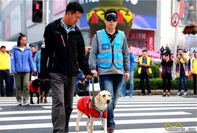 养金毛犬比拉布拉多好？5方面大PK，看完你会选谁？