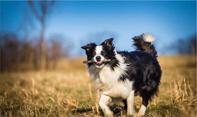 都说边境牧羊犬难养，却不知道它还有这些“好处”