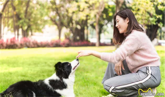 饲养边牧犬，不能犯这几个错误