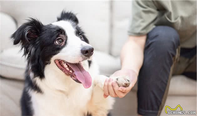 饲养边牧犬，不能犯这几个错误