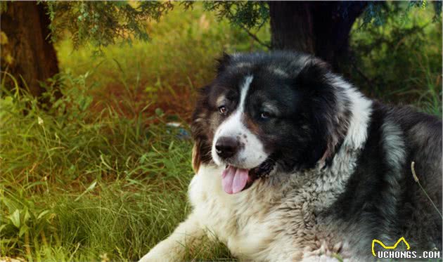 辟谣：宠物犬不等于护卫犬，它们有着很大的区别