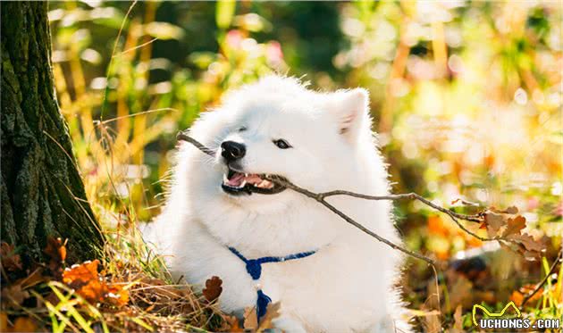 辟谣：宠物犬不等于护卫犬，它们有着很大的区别