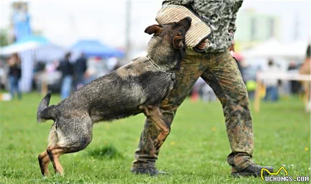 辟谣：宠物犬不等于护卫犬，它们有着很大的区别