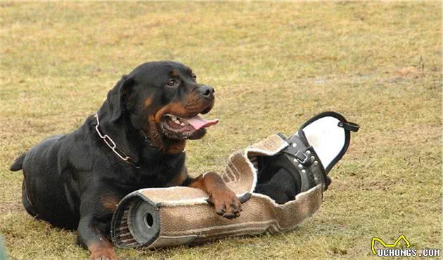 辟谣：宠物犬不等于护卫犬，它们有着很大的区别