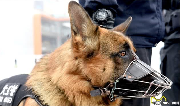 辟谣：宠物犬不等于护卫犬，它们有着很大的区别