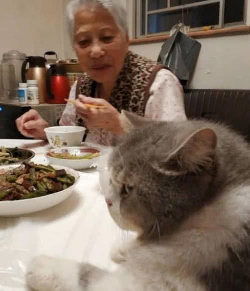 这6种食物不要经常喂，会导致猫咪生病，你喂过几种？