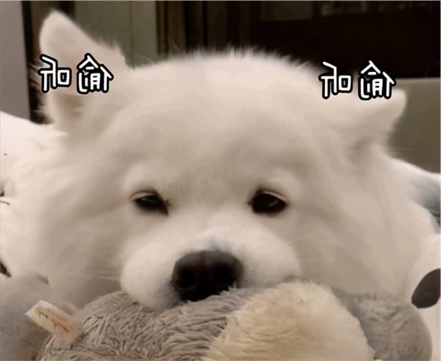 盘点热门犬种：什么狗狗更适合你呢？