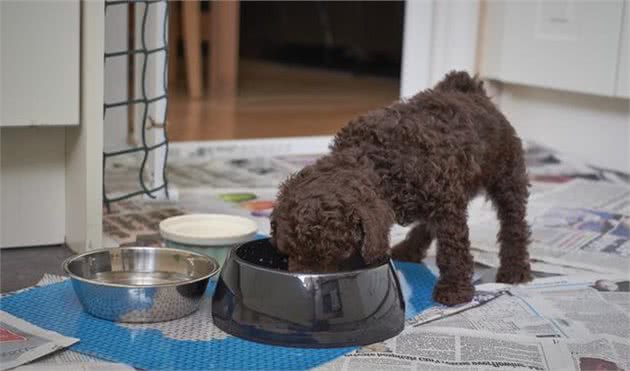 泰迪犬吃什么狗粮好？