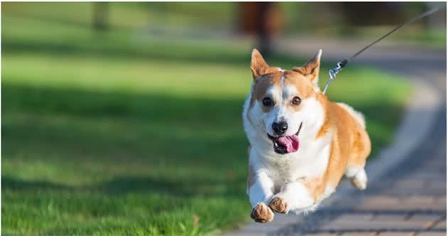 柯基犬换牙时，这5点需要注意