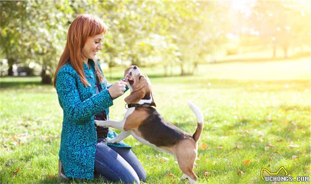 训犬技巧：能让狗狗变得更乖巧，你值得拥有