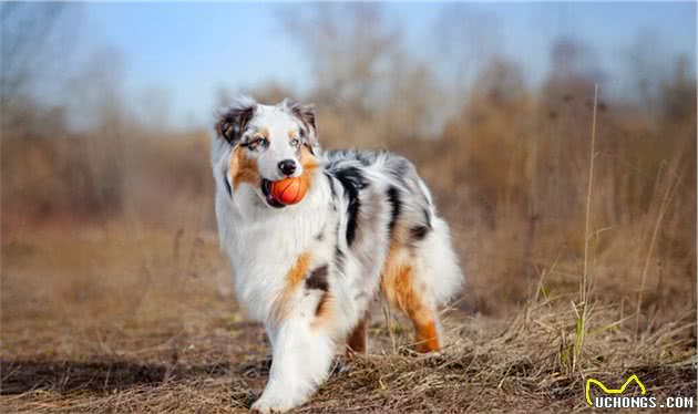 训犬技巧：能让狗狗变得更乖巧，你值得拥有