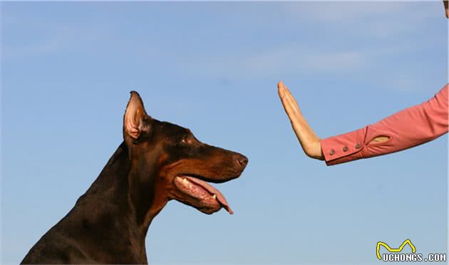 训犬技巧：能让狗狗变得更乖巧，你值得拥有