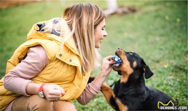 训犬技巧：能让狗狗变得更乖巧，你值得拥有