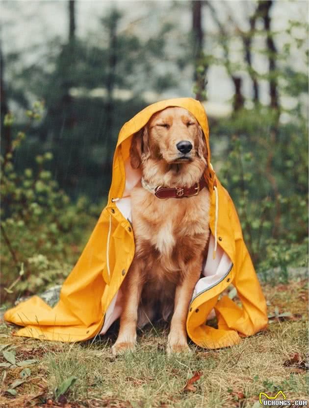 穿上狗狗雨衣，让你的萌宠成为下雨天最帅的仔