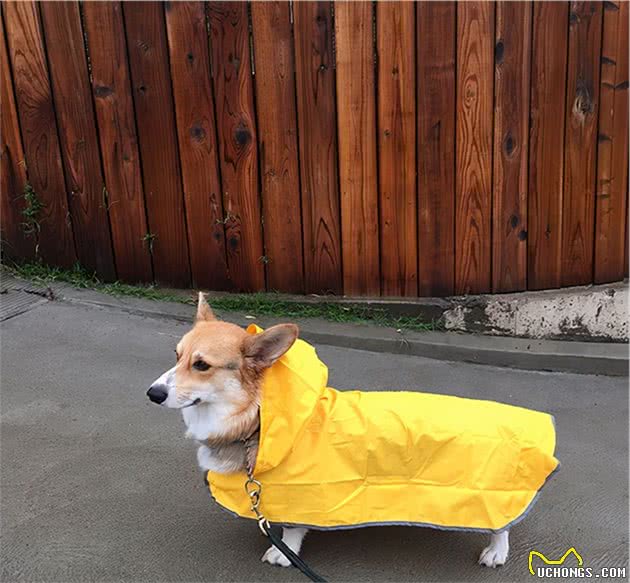 穿上狗狗雨衣，让你的萌宠成为下雨天最帅的仔