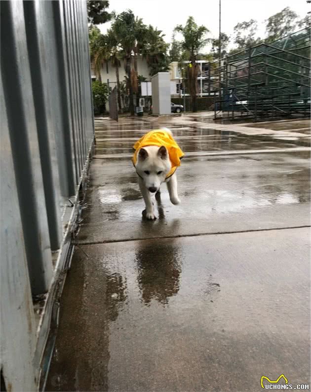 穿上狗狗雨衣，让你的萌宠成为下雨天最帅的仔