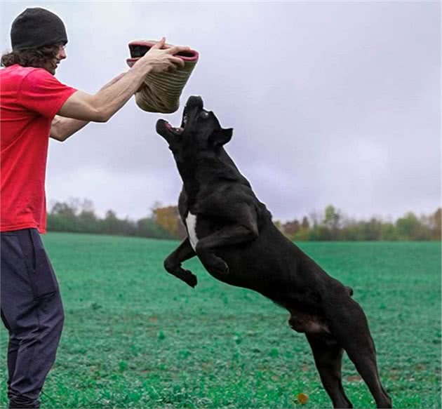 养了一只猛犬，头比主人还大！但狗狗跟女主人玩耍超温柔小心